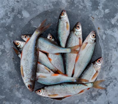 fresh fish on ice at a market